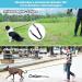 Aystkniet Bungee Dog Drag Line - 3m 5m 10m 15m 20m 30m | Shock-Absorbing Leash with Padded Handle & Reflective Threads for Medium Large Dogs - Army Green - Buy Online on GoSupps.com