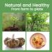 Hethstia Konjac Oat Fiber Keto Fettuccine Shirataki Noodle 9-Pack - Gluten Free, Low Calorie, Low Carb Pasta - Vegan, Sugar Free, Paleo-Friendly Option - Buy Online on GoSupps.com