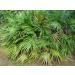 saw palmetto prostate supplement - PROSTATE SUPPORT PILLS - saw palmetto for men hair growth saw palmetto for men saw palmetto for men hair saw palmetto for prostate nettle leaf 1 Bot 60 Capsules - Buy Online on GoSupps.com
