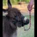 HalterUp Miniature Horse Foal Halter and Lead Rope - Stylish Black Halter for Mini Horses up to 6 Months - Buy Online on GoSupps.com