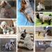 Cozy Fleece Dog Sweater & Cat Hoodie - Fluffy Pajamas for Small & Medium Breeds | French Bulldog Dachshund Chihuahua - XS Gray - Buy Online on GoSupps.com