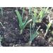 Japanese Garlic // Ajo Japones WT: 400 Pieces (510 GR) - Buy Online on GoSupps.com