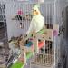 Bird Ladder Bridge - Wooden Climbing Toy for Pet Parrot, Hamster, Squirrel - Cage Accessories for Parakeets, Cockatiels - Z Shape - Buy Online on GoSupps.com