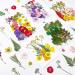 Nuanchu Real Dried Pressed Flowers - 200 Pieces for Resin Mold, Scrapbooking, DIY Crafts - Daisy, Leaves for Jewelry, Candle Making - Buy Online on GoSupps.com