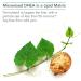 Nutricology DHEA 25mg Micronized Lipid Matrix - 60 Scored Tablets | Hormone Support & Energy Boost - Buy Online on GoSupps.com