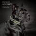 Heele Reflective Nylon Dog Collar - Soft Neoprene Padded for Small to Large Dogs - XS (20-30 cm) - Green - International Shipping Available - Buy Online on GoSupps.com