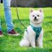 QKTYB Cat Dishes & Leash Set - Retractable Dog Leash with Food Dishes for Cats & Kittens - Perfect for Breakout Pets - Blue - Buy Online on GoSupps.com