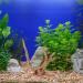 POPETPOP Aquarium Driftwood Branches- 3pcs Aquarium Driftwood for Reptiles Freshwater Terrarium Decor Reptile Tank Accessories Spiderwood for Aquarium - Buy Online on GoSupps.com