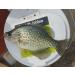 Buy Kodiak Crappie Kandy Cubes Maggot 1 - Premium Crappie Bait | International Shipping Available - Buy Online on GoSupps.com