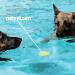 Skip NN' Fetch Small/Medium Floating Dog Toys Qty 2 | Stone Skipping Meets Fetch | Fun for Swimming Pool Lake Beach and Land | Perfect Floating Water Toys for Small/Medium Dogs | S/M - Buy Online on GoSupps.com