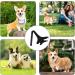 Siopob Dog Leg Brace | Dog Elbow Brace Knee Immobilizer - Leg Braces for Dogs Pet Knee Brace He-lp Dog Keep The Joint Stable Preve-nt Injuries - Buy Online on GoSupps.com