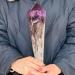 Specimen Natural Amethyst Quartz Cluster Crystal Specimen Scepter Power Gem Reiki Crystal Stone