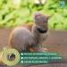 Buy MENFORSAN Pack of 4 Anti-Insect Cat Collars - Natural Margosa Geraniol & Lavandino - International Shipping Available - Buy Online on GoSupps.com