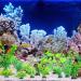 Rikudim Realistic Plastic Aquarium Plants - Small Artificial Decorations for Vibrant Aquariums - Buy Online on GoSupps.com