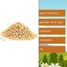 Buy Organic Pine Nuts 1kg - Whole Untreated Vegan Naturally Nutty - Perfect for Toppings & Baking - Nut Fox - Buy Online on GoSupps.com
