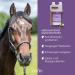 STR H Monks Pepper for Horses - 1L Hormone Balance Liquid for Mares Stallions & Geldings | Herbal Equine Supplement - Buy Online on GoSupps.com