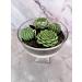 Buy Succulent Candle Centerpiece - Green | Shop Internationally at Your Store Name - Buy Online on GoSupps.com