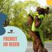 Dogopal Waterproof Dog Raincoat - Yellow Reflective Jacket for Small & Large Dogs (XL) - Breathable Mesh Rain Protection - Buy Online on GoSupps.com