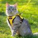 Rabbitgoo Cat Dishes & Soft Harness Set | No Breakout Cat Harness for Ultimate Comfort - Buy Online on GoSupps.com