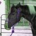 Majestic Ally 1/4 Rope 4 Knot Stiff Polyester Training Halter & 10 Lead Rope Set - Full Purple - for Horses - Buy Online on GoSupps.com