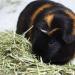 Vitakraft Timothy Hay for Guinea Pigs, Rabbits, Chinchillas - 3.5 lb (Pack of 1) - Buy Online on GoSupps.com