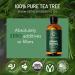 Eve Hansen Organic Tea Tree Oil (4oz) | Melaleuca Alternifolia | Pure Tea Tree Essential Oil for Skin Scalp Nails and Aromatherapy Tea Tree 4 Fl Oz (Pack of 1) - Buy Online on GoSupps.com