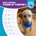 Buy Planet Dog Orbee-Tuff Lil Snoop Interactive Snack Ball Toy for Dogs - Small Royal Blue - International Shipping Available - Buy Online on GoSupps.com