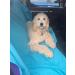 Waterproof Jumbo Blanket 80x60 - Purple/Blue, UltraSoft, Leakproof Bed & Furniture Protector for Adults and Pets - EZ Wash/Dry Reversible Design - Buy Online on GoSupps.com