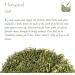 Horsetail Organic Herbal Leaf Tea 100g - Ancient Greek Remedy Equisetum Grass - Snakegrass Puzzlegrass - Buy Online on GoSupps.com