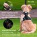 Funfox Adjustable No Pull Dog Harness for Small & Medium Dogs - Breathable Safety Harness | Anti-Zug Design | Perfect for Pups - Buy Online on GoSupps.com