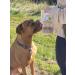 Chicken Freeze Dried Dog Treat Training Topper All Natural Healthy 1 Ingredient 150 gram - Buy Online on GoSupps.com