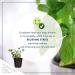 6-Pack Eucalyptus Herb: Natural Air Purifier, Aromatic & Healthy - 8 Tall x 3 Wide - Buy Online on GoSupps.com