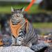 Kcysta Cat Harness and Lead Set Escape Proof Cat Vest Harness and Leash Set Adjustable Cat Harness Escape Proof with Reflective Strip for Outdoor Walking Training (Orange S) - Buy Online on GoSupps.com