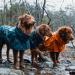 Hurtta Monsoon Dog Raincoat - Waterproof Jacket with Reflectors for Dogs | Blackberry Black 55 cm (22 in) - Buy Online on GoSupps.com