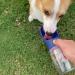 WePet Portable Dog Water Bottle with Food Container - 12 oz 19 oz - Leak Proof Puppy Water Dispenser for Outdoor Walking, Hiking, Travel - Food Grade Plastic - Navy Blue - Buy Online on GoSupps.com