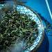 Dandelion Tea 100g Wild Dandelion Leaf Tea (3.52oz.) Dandelion Mother-in-law Tea - Buy Online on GoSupps.com
