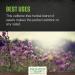 Frontier Co-op Organic Milk Thistle Seed 1lb - Premium Quality - Buy Online on GoSupps.com