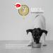 Peticare Probiotics & Prebiotics Powder for Dogs | Immune Support & Gut Health | Natural Supplement 1000g - Petdog Health - Buy Online on GoSupps.com