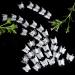 60 Pcs Mini Butterfly Hair Claws Clips - Clear Plastic Pins for Girls & Women - Buy Online on GoSupps.com