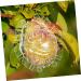 Parliky Shaped Growth Fruitful Fruit Forming Shapes Fruit Shaper Fruit Cloth Bag Vegetable - Buy Online on GoSupps.com
