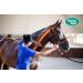Vetkintape Kinesiology Tape for Animals - Red (3cm x 5m) | Latex-Free T V-Certified Kinesiotape for Horses & Dogs | 25% Stronger Adhesive | Pack of 2 Rollers - Buy Online on GoSupps.com