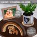 Celebrate Your Beloved Pet with Capti Rainbow Bridge Memorial Gifts - Sympathy Keepsakes for Dog and Cat Owners - Buy Online on GoSupps.com
