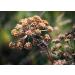 Gourmetia Cumin Whole 200g - 100% Natural Cumin Seeds from Traditional Cultivation | Caraway Tea - Buy Online on GoSupps.com