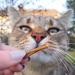 Carnello Cat Treats - Spaghetti Snacks & Delicacies for Cats | Healthy Cat Treats (30g) - International Shipping - Buy Online on GoSupps.com