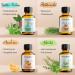 Woodfjord Sauna Infusion Set Bio Active | Thermometer & Hygrometer | 4 Organic Fragrances | Authentic Sauna Experience - International Shipping - Buy Online on GoSupps.com