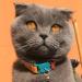 Buy Kittyrama Cats & Kittens Neck Bands - Breakaway Hypoallergenic Comfortable | As Seen in Vogue | Vet Approved | Shop Stylish Copacabana & More! - Buy Online on GoSupps.com