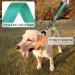 Vivaglory Short Dog Leash - 32cm Training Line for Medium & Large Dogs - Green Traffic Leash - Buy Online on GoSupps.com