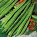 Runner Bean Scarlet Emperor Fresh and Tasty Beans Large Pods with Excellent Flavour for Your Kitchen Garden