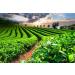 Messmer Classic Black Tea - Fine Aromatic | Vegan Gluten-Free Lactose-Free | 25 Tea Bags for International Shipping - Buy Online on GoSupps.com