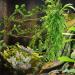Buy Hanging Plant Terrarium Accessories | Quozio Gecko Habitat Deco | Artificial Plants & Climbing Vines for Chameleons Lizards & Snakes - International Shipping Available - Buy Online on GoSupps.com